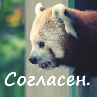 Video sticker 👍 Милый пак (@CTuKOCbl)