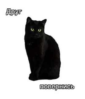 Video sticker ☺️ Лесник от eveningqq ( дюшес ) ➡️ @Ctikerubot