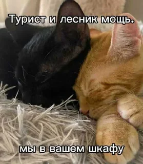 Telegram sticker 😎 Лесник от eveningqq ( дюшес ) ➡️ @Ctikerubot