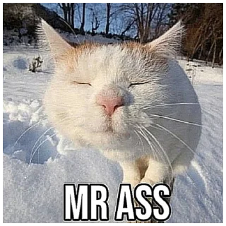 Video sticker 🐱 Верс мистера пениса @shitpostlmaoxd