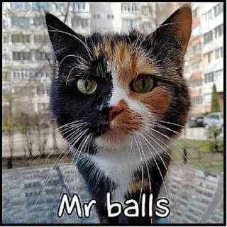 Telegram sticker 🐱 Верс мистера пениса @shitpostlmaoxd
