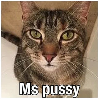 Video sticker 🐱 Верс мистера пениса @shitpostlmaoxd