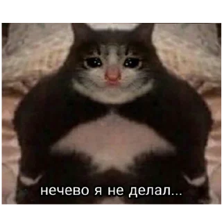 Telegram stiker 🥺 @StBlyadNews Стикеры блядь 2