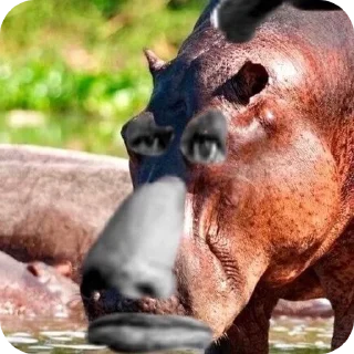 Telegram stiker 🤨 Саквояж Эйя :: @fStikBot