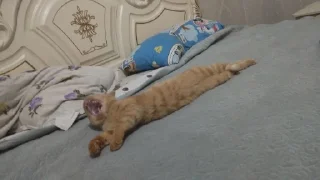 Sticker 🤩 @TgEmodziBot Зиданчик сотка Вирзи красоткаа