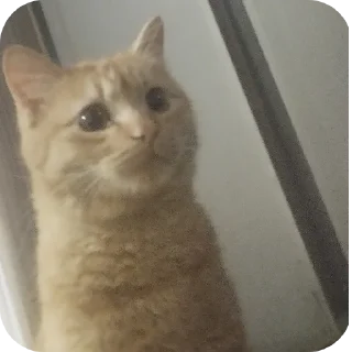 Telegram sticker 🐱 @TgEmodziBot Зиданчик сотка Вирзи красоткаа