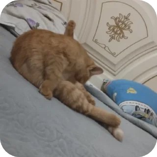 Video sticker 👍 @TgEmodziBot Зиданчик сотка Вирзи красоткаа