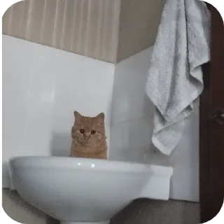 Telegram sticker 🛋 @TgEmodziBot Зиданчик сотка Вирзи красоткаа