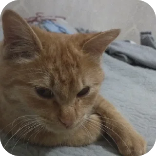 Video sticker 👍 @TgEmodziBot Зиданчик сотка Вирзи красоткаа