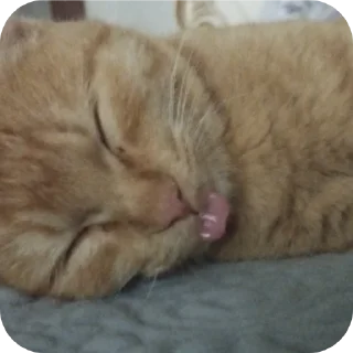 Video sticker 🐱 @TgEmodziBot Зиданчик сотка Вирзи красоткаа