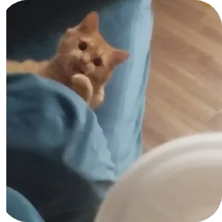 Telegram sticker ✋ @TgEmodziBot Зиданчик сотка Вирзи красоткаа