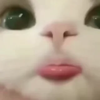 Video sticker 🤣 @TH3GALAXY 💗😺