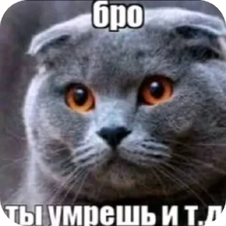 Video sticker 👍 Бро ну ты типа эм и т.д. :