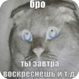 Telegram sticker 🐦 Бро ну ты типа эм и т.д. :