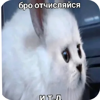 Telegram sticker 🐱 Бро ну ты типа эм и т.д. :