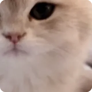 Video sticker ❤️ Больше стиков тут: @stikery4