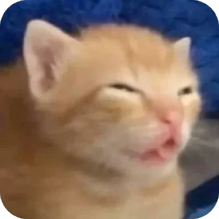 Video sticker 😝 Котаки