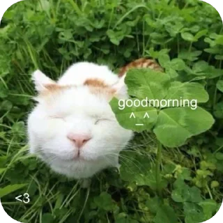 Телеграм стикер 🫥 Котаки