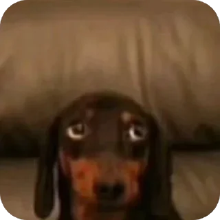 Телеграм стикер 🫥 Котаки