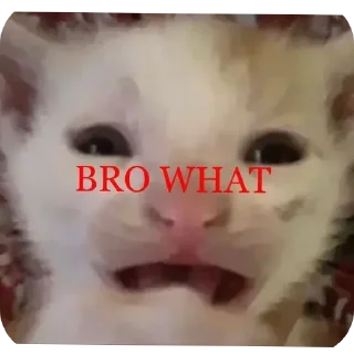 Телеграм стикер 😨 Котаки