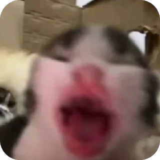 Video sticker 🫥 Котаки