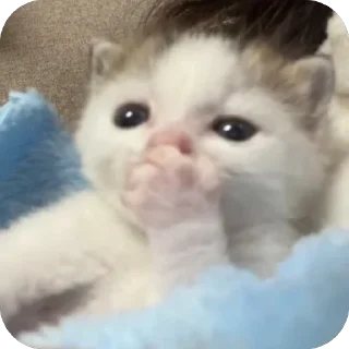 Sticker 🫢 Котаки