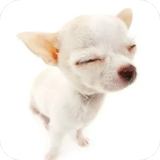 Телеграм стикер 🫥 Котаки