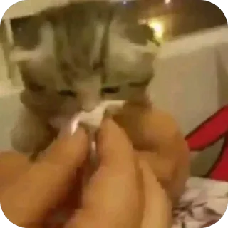 Video sticker 🫥 Котаки