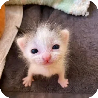 Телеграм стикер 🫥 Котаки