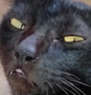 Telegram sticker 💫 Mermet goreng