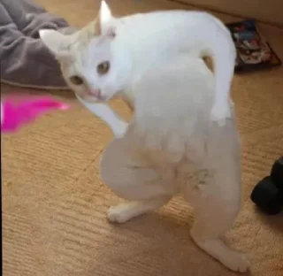 Telegram sticker 💫 Mermet goreng