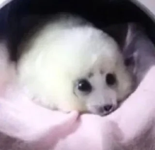 Telegram sticker 🦭 @C0RSEIRA + @bbshddf