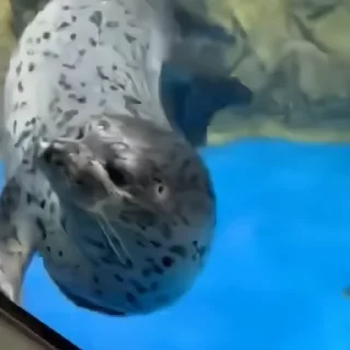 Video sticker 🦭 @C0RSEIRA + @bbshddf