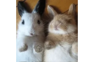 Video sticker ❤️ bunnies :: @fStikBot