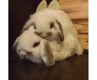 Sticker ❤️ bunnies :: @fStikBot