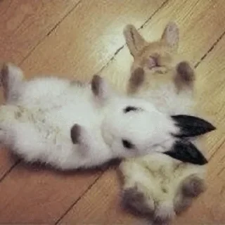 Video sticker ❤️ bunnies :: @fStikBot