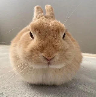 Video sticker 😡 bunnies :: @fStikBot
