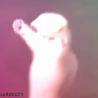 Video sticker 👻 Kishu