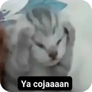 Video sticker 🖼 boys love 🪐