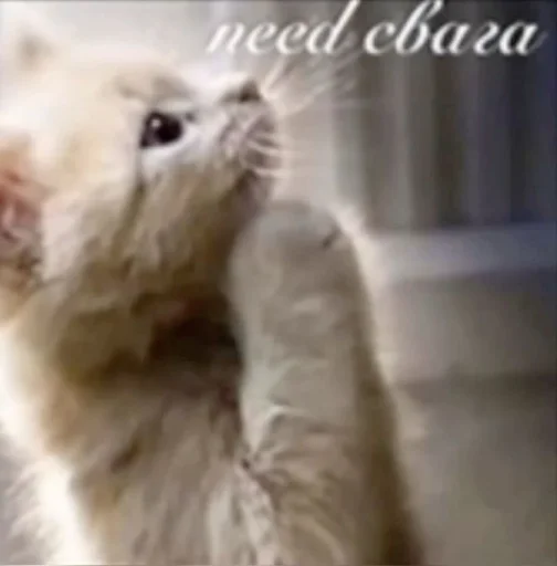 Telegram sticker 🤩 от скуки\\