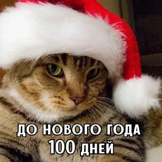 Sticker 🎄 До нового года @ckladstikerov7