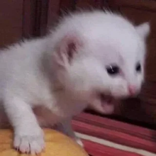 Video sticker 🤬 Больше стиков тут: @stikery4