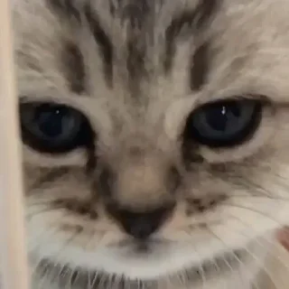 Telegram stiker 😞 Больше стиков тут: @stikery4