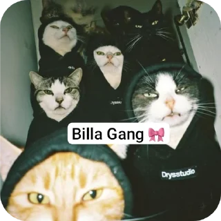 Sticker 🐱 Billa Gang 🎀@PhooIandevi_og