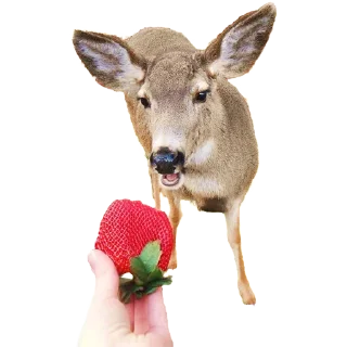 Video sticker 🍓 Deerposts chat pack @Deerposts