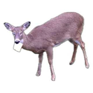 Telegram sticker 🍞 Deerposts chat pack @Deerposts