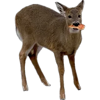 Telegram sticker 🍕 Deerposts chat pack @Deerposts
