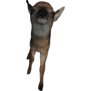 Telegram sticker 👃 Deerposts chat pack @Deerposts