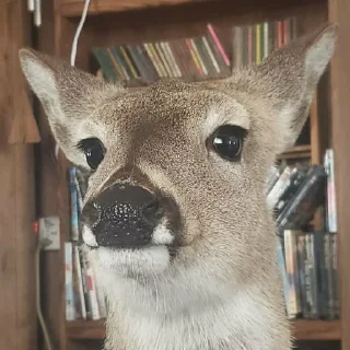 Telegram sticker 😐 Deerposts chat pack @Deerposts
