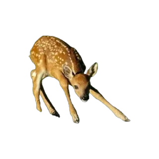 Video sticker ❗ Deerposts chat pack @Deerposts